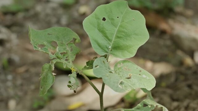 Person Hand Inspecting Pest Damaged Eggplant Leaves with Holes in Garden