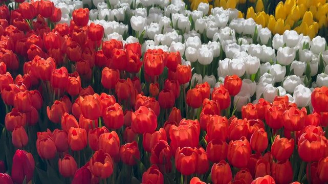 Springtime Abundance Concept: 4K Close-Up Of Colorful Tulip Field. Floral Beauty showing Nature's Palette of Red, Orange, White And Yellow Tulips In Bloom.