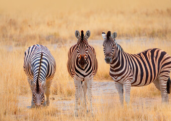 Obraz premium A group of zebras standing among the yellow grass in Etosha National Park in Namibia, in the African savannah, during a safari - Etosha National Park, Namibia 
