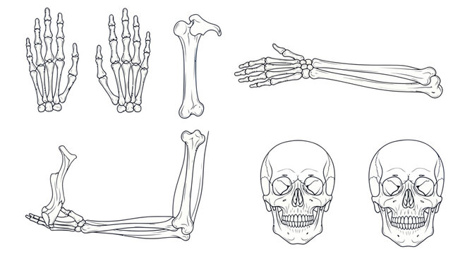 Human Anatomy Skeleton Parts: Hands, Arms, and Skulls - Line Art