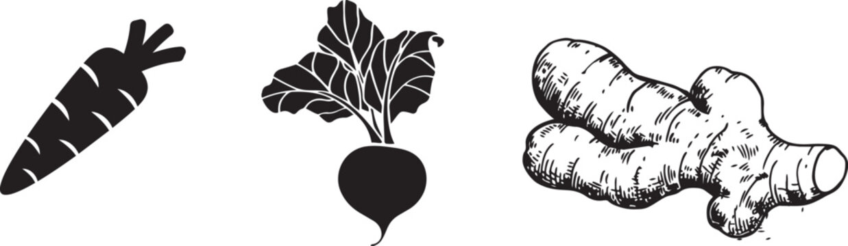 Fresh Farm Produce: Silhouette of fresh carrot, beet and ginger. Showing the diversity of natural harvest from agriculture