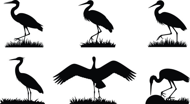 Black Silhouette Heron and Stork Bird Pose Set with Standing, Spreading Wings, and Feeding for Nature and Wildlife Design Elements