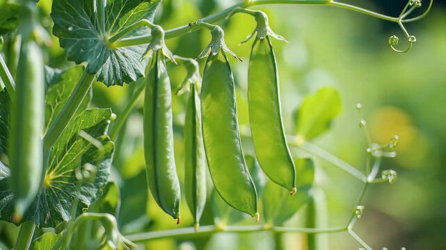 Closeup of fresh green pea pods growing on a vine in a garden 1.