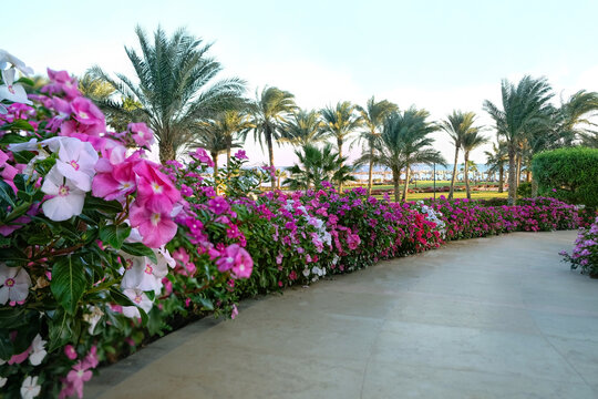 Beautiful tropical floral landscape with white-pink flowers of periwinkle, exotic plants. bright catharanthus roseus on alley in park, abstract nature background. template for design