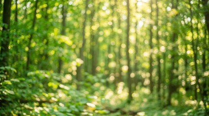 Obraz premium Natural green leaves with a beautiful bokeh background in a summer forest.