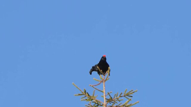the courtship of the black grouse, Lyrurus tetrix. The grouse is sitting on a spruce on the mountain at a sunny spring morning.
