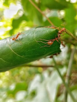 Red weaver ants Oecophylla smaragdina building leaf nest in tropical garden Sri Lanka, teamwork macro photography