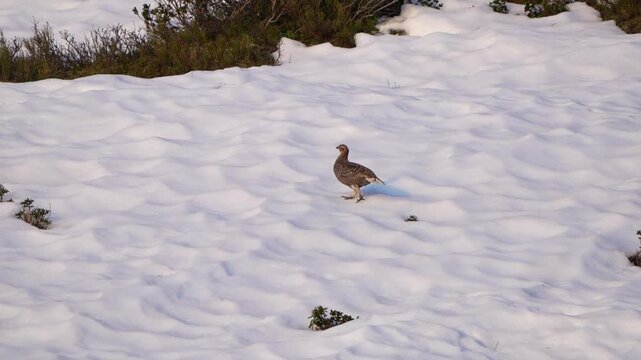 a black grouse female, tetrao tetrix, in the courtship on the mountains at a spring morning