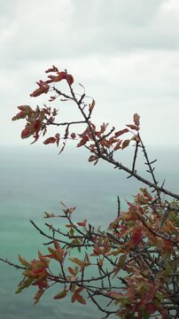 Ocean autumn leaves blowing on high cliffs above the moody turquoise sea under an overcast sky
