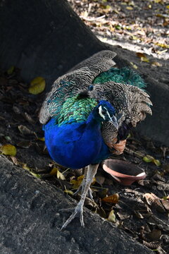 Pav&atilde;o azul marinho em close-up mostrando a sua beleza ex&oacute;tica e deslumbrante no Campo do Santana - RJ 