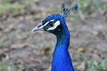 Obraz premium Pavão azul marinho em close-up mostrando a sua beleza exótica e deslumbrante no Campo do Santana - RJ 
