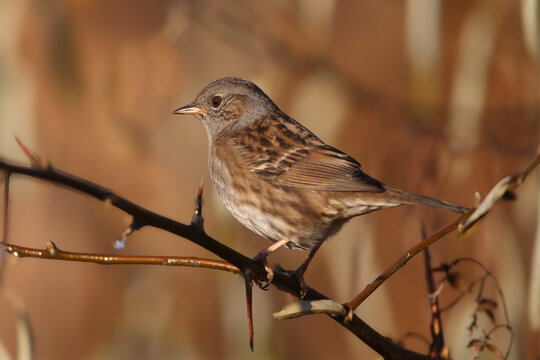 Dunnock (Prunella modularis) captured in a detailed profile view against a smooth blurred background.
