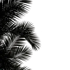 Silhouette of palm tree leaves isolated on transparent background © Ayesha