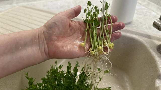 Fresh pea sprouts and microgreens being handled and prepared on a kitchen counter, healthy food ingredient, plant based nutrition, natural cooking concept.