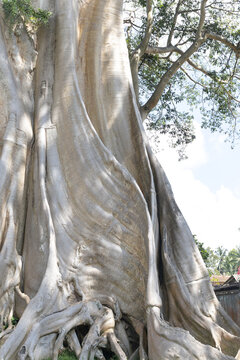Tabanan, Bali, Indonesia - May 5 2026: an enormous Bayan Ancient Tree with close up wood texture and sky as background.