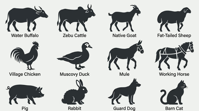 Flat silhouette vector icon set of Asian livestock animals, water buffalo, zebu cattle, native goat, fat-tailed sheep, village chicken, Muscovy duck, mule, working horse, pig side view