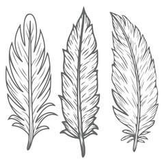 Obraz premium Set of hand-drawn vintage feather illustrations in black and white sketch style, detailed rustic plumage elements for boho design and tribal decoration.