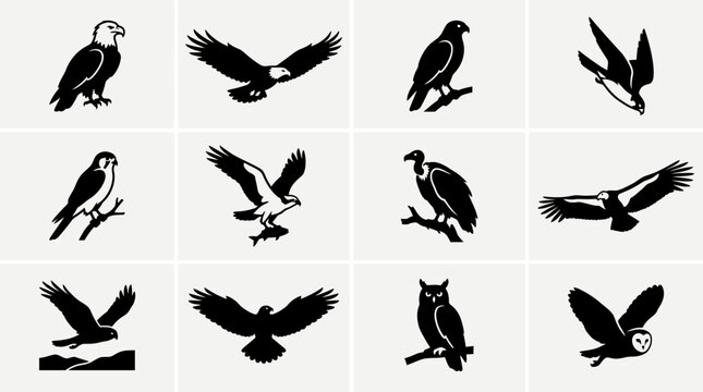 Flat silhouette icon set of birds of prey  bald eagle  golden eagle  hawk  falcon diving pose  kestrel perched  osprey  vulture  condor  harrier  buzzard  owl perched  barn owl flying