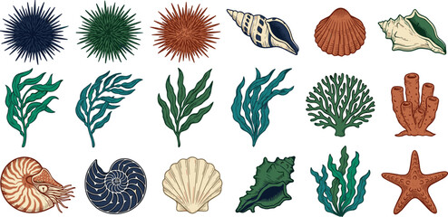Marine Life and Shell Collection Set Featuring Seaweed, Shells, and Aquatic Creatures for Ocean, Coastal, and Nature Design Projects © tofajjol studio
