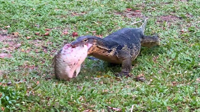 Asian water monitor lizard eating a big fish on the green grass