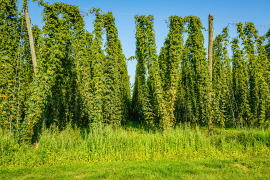 Hops plants grow tall on poles in a farm field under a clear blue sky during summer