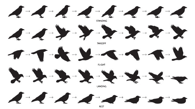 Evolution Bird Motion Silhouettes Set Pack, Editable Vector Stroke Illustrations. containing crow, bird, silhouette, vector, animation, sprite, sheet, flight, flying, wing, land and more silhouettes