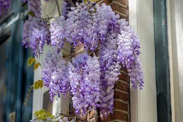 Selective focus of purple flowers Wisteria sinensis or Blue rain, Chinese wisteria is species of flowering plant in the pea family, Its twisting stems and masses of scented flowers in hanging racemes. © Sarawut