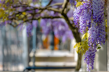 Selective focus of purple flowers Wisteria sinensis or Blue rain, Chinese wisteria is species of flowering plant in the pea family, Its twisting stems and masses of scented flowers in hanging racemes. © Sarawut
