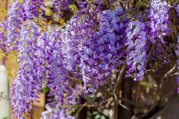 Selective focus of purple flowers Wisteria sinensis or Blue rain, Chinese wisteria is species of flowering plant in the pea family, Its twisting stems and masses of scented flowers in hanging racemes. © Sarawut