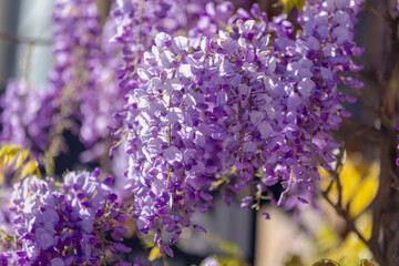 Selective focus of purple flowers Wisteria sinensis or Blue rain, Chinese wisteria is species of flowering plant in the pea family, Its twisting stems and masses of scented flowers in hanging racemes. © Sarawut