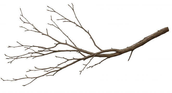 A bare, brown tree branch with thin, spreading twigs isolated against a solid black background, showing natural wood texture and structure