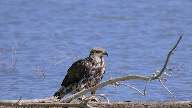 Juvenile Bald Eagle Perched on Branch in Water