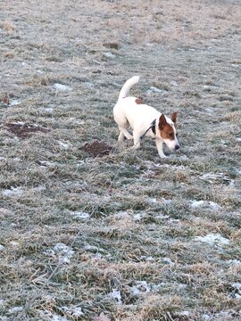 A Jack Russell Terrier with white fur and brown patches walks across frosty winter grass