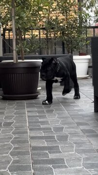 Adorable black cane corso puppy walking cautiously on a stone terrace floor