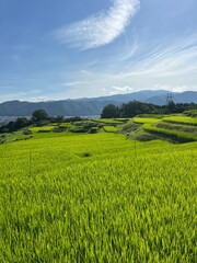 Fototapeta premium Obasute Terraced Rice Fields in Chikuma, Nagano, Japan