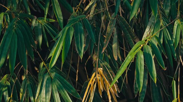 Close-up of bamboo leaves with a single yellow leaf standing out among vibrant green foliage, showing leaf senescence, symbolizing contrast, change, and natural beauty in a calm setting.