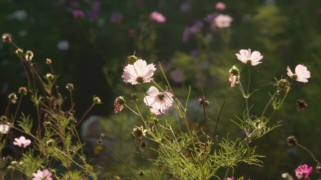 Wild cosmos flowers growing in a meadow in Limoges during a corporate nature retreat for employees. Close up on flowers.