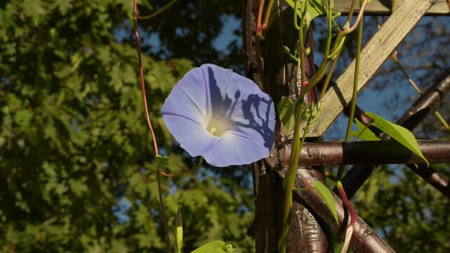 Morning glory flower climbing a wooden trellis in Limoges as part of a garden landscape for a seminar venue. Medium shot.