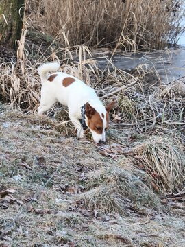 A small Jack Russell Terrier with a white coat and brown patches walks across frosty winter grass near a calm lake.