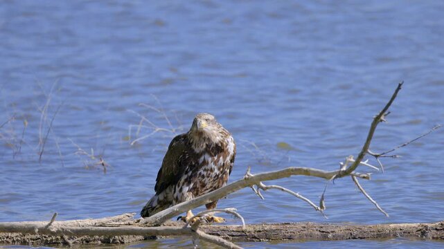 Juvenile Bald Eagle Perched on Branch in Water