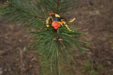 Obraz premium Toy insect sitting on a green pine branch capturing childhood wonder and outdoor exploration