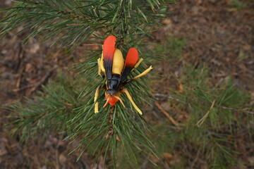 Obraz premium Toy hornet replica resting on green pine tree needles simulating a wildlife scene in nature