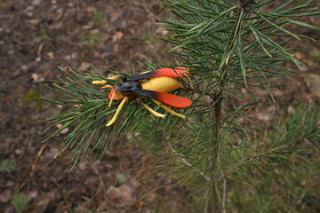 Obraz premium Toy hornet replica resting on green pine tree needles simulating a wildlife in scene nature
