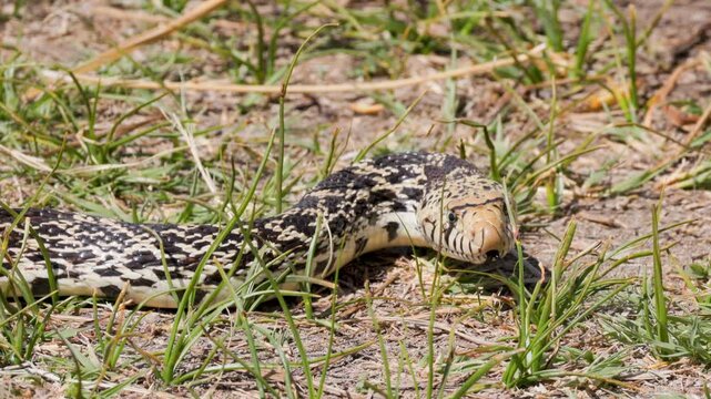 Bullsnake Slithering Through Grass Slow Motion