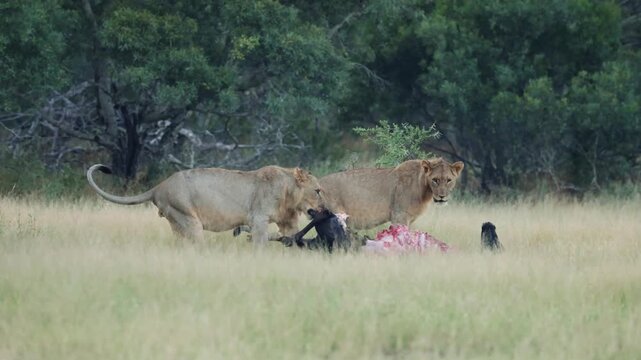 a young male lion dragging a blue wildebeest carcass