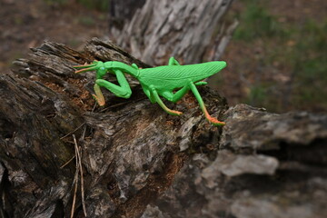 Obraz premium Green plastic praying mantis toy on weathered wood capturing childhood outdoor imagination and play