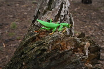 Obraz premium Green plastic praying mantis toy on weathered wood capturing childhood imagination and outdoor play