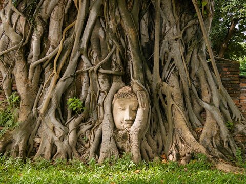 Buddha Head In The Roots Of A Bodhi Tree