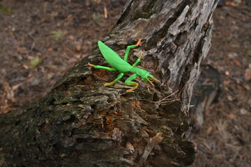 Obraz premium Green plastic praying mantis toy on weathered wood capturing childhood outdoor and play imagination