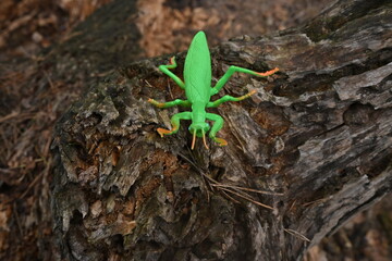 Fototapeta premium Green plastic locust toy standing on textured tree bark, representing and nature imagination artificiality